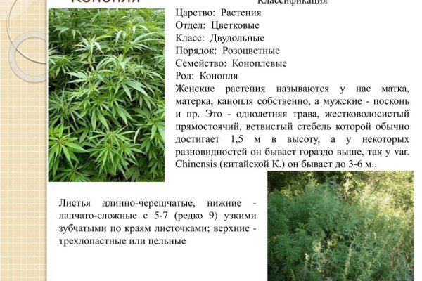 Кракен рабочее зеркало